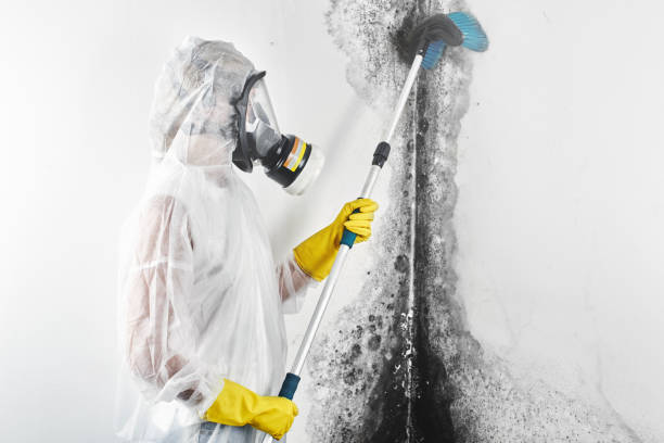 Forensic Mold Investigation in Fountain Green, UT