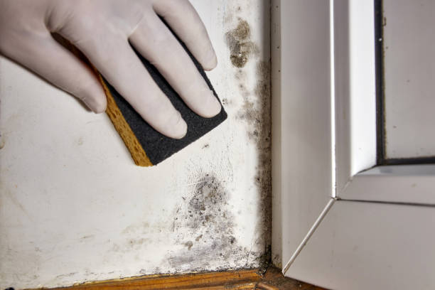 Best Mold Damage Restoration  in Fountain Green, UT